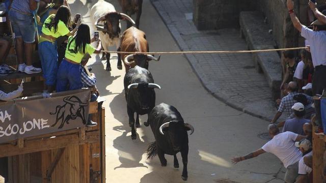 Encierro mixto de Fermoselle.  | Alba Prieto