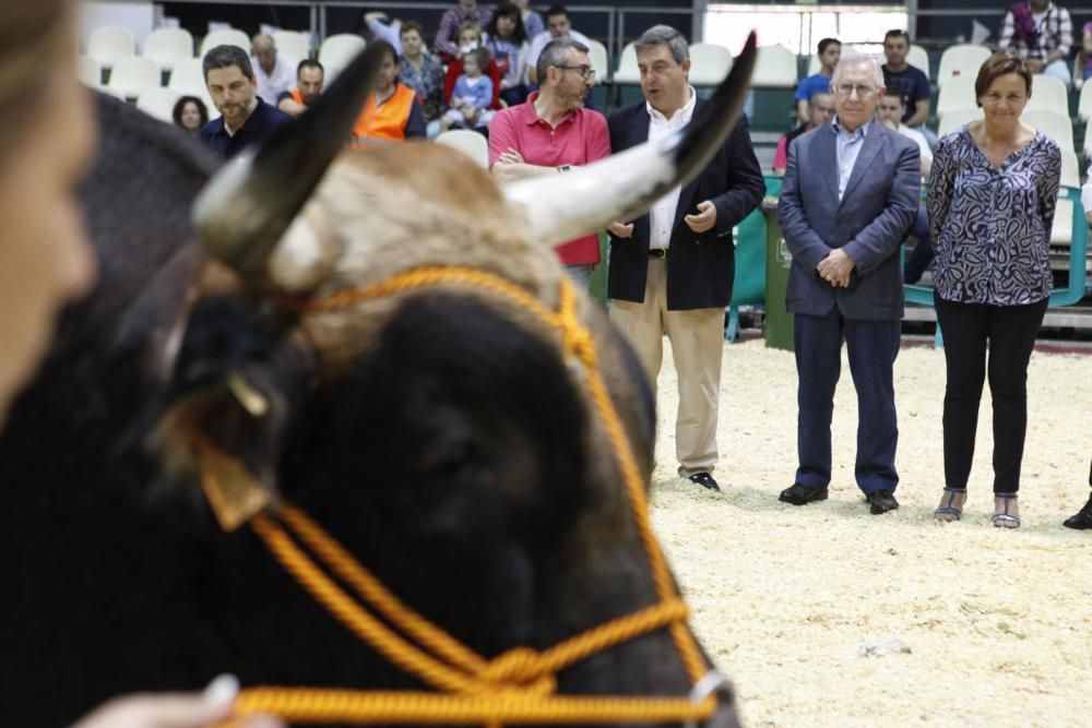 Feria ganadera de San Antonio