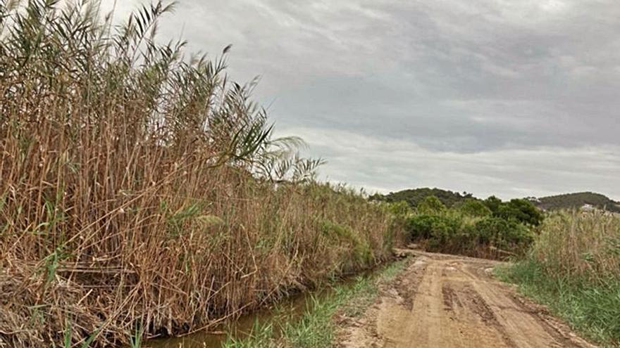 Uno de los caminos por donde ha pasado la maquinaria. 