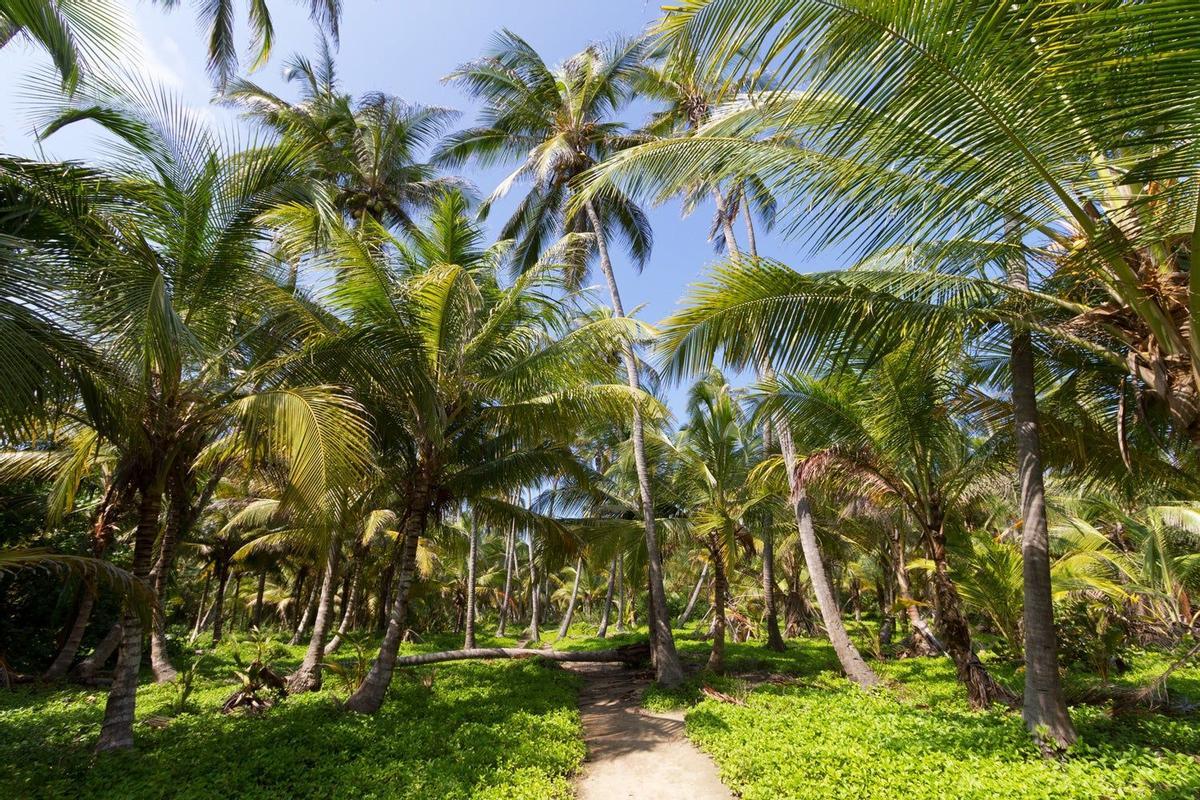 Palmeras en Tayrona