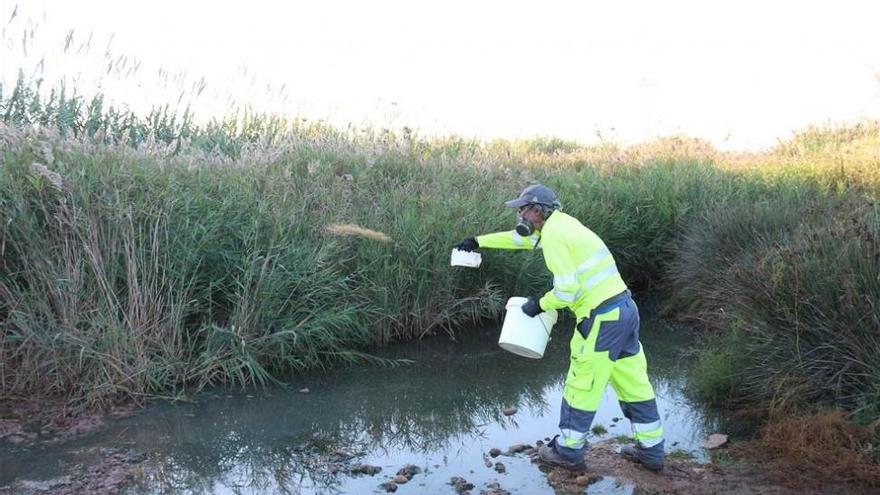 Castellón se queda sin el mosquito tigre estéril antiplagas