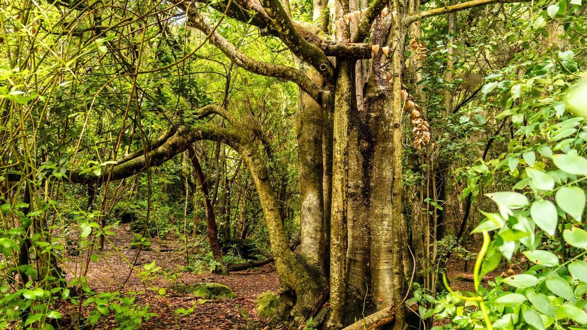 Este bosque es uno de los más especiales de España y es conocido como "el fósil viviente"