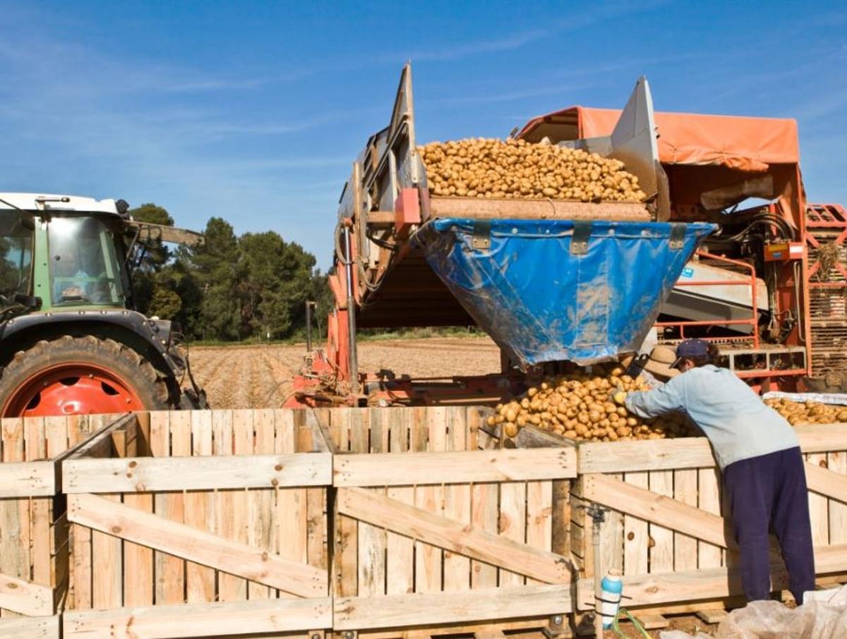 Imagen del proceso de cosecha de patatas en una finca asociada a s'Esplet.