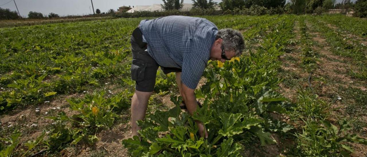 La exportación agrícola de Alicante, Murcia y Almería, el 42% de las ventas del sector