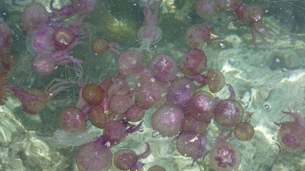 Las medusas invaden la costa de Cala Vinyes