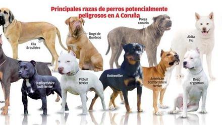 El registro de perros peligrosos se duplica en 6 años con 560 ejemplares -  La Opinión de A Coruña