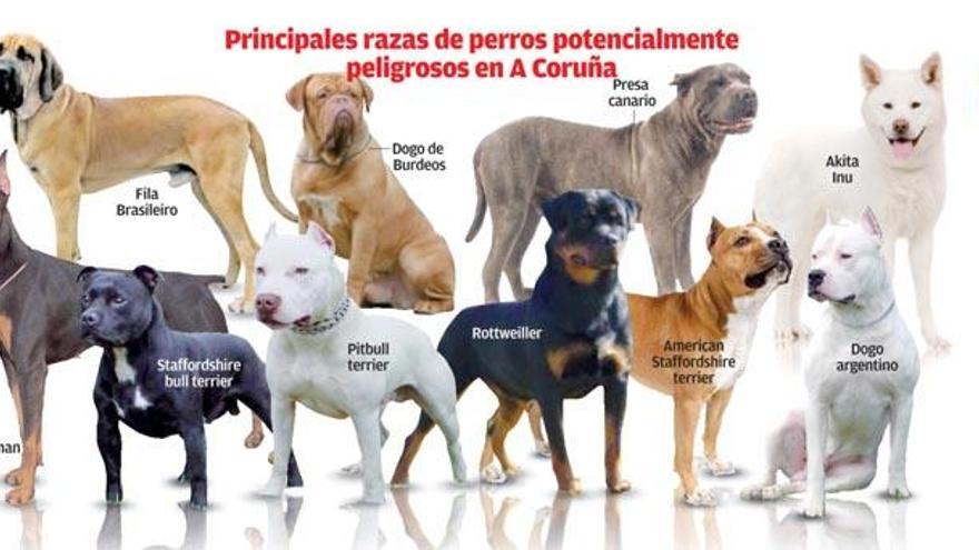 El registro de perros peligrosos se duplica en 6 años con 560 ejemplares