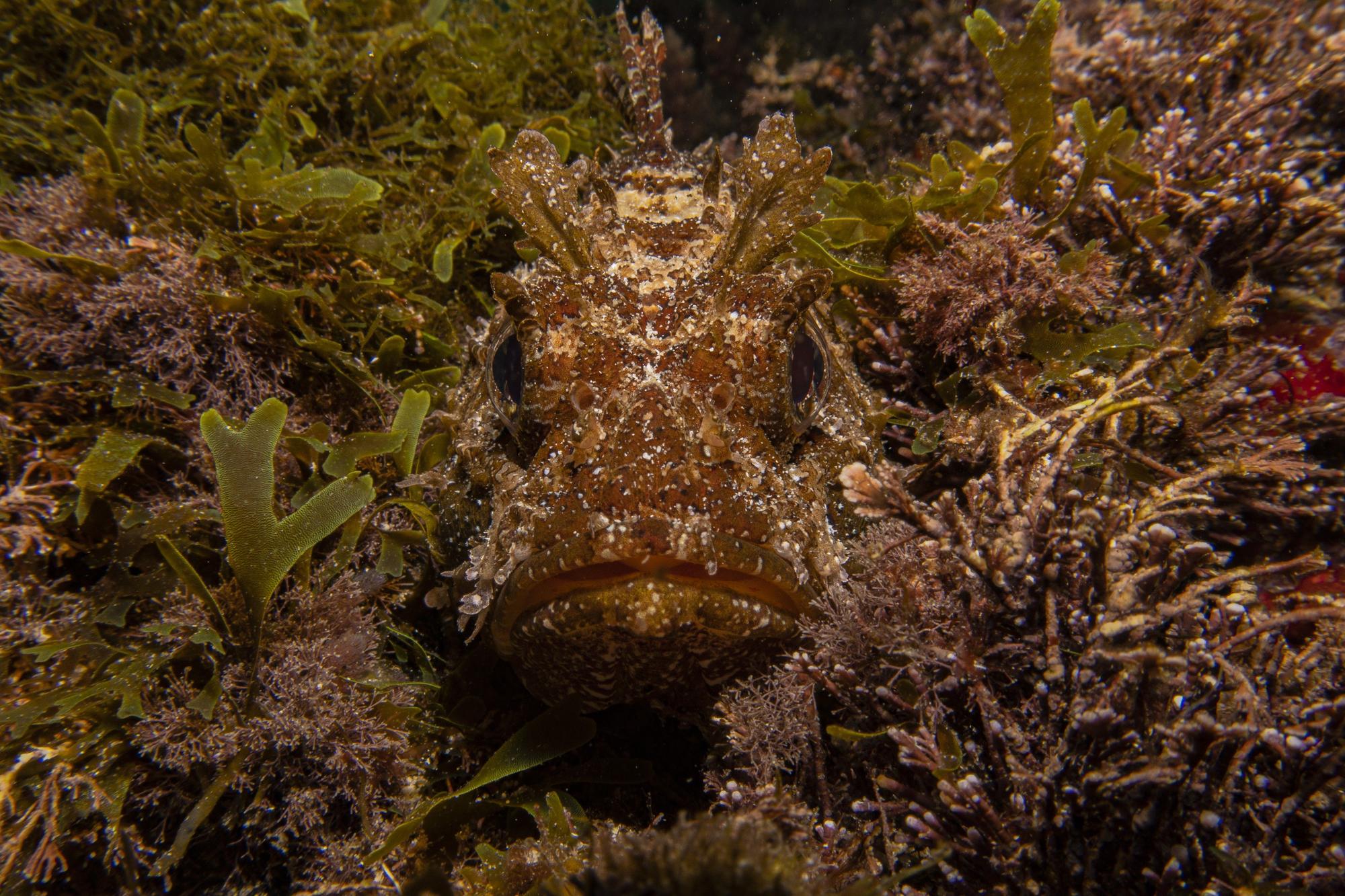 Estas son las fotos ganadoras del Certamen para la Conservación del Mar Balear