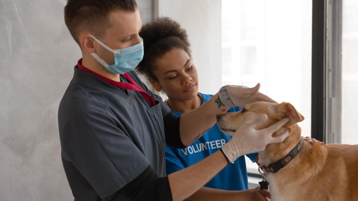 La vacunación es clave para cuidar la salud de los perros.