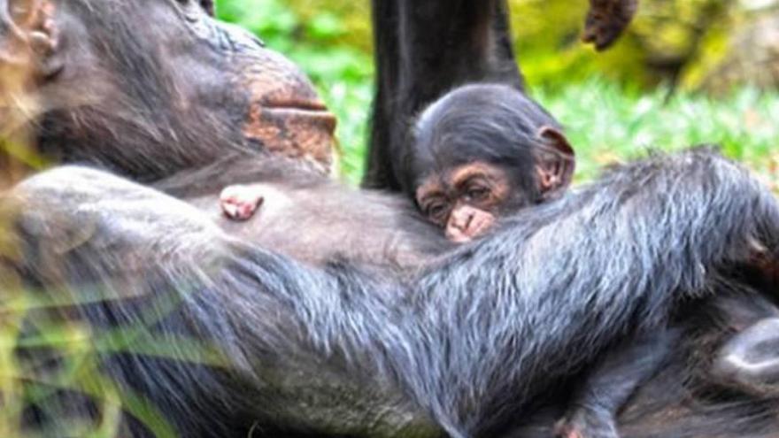 Muere una cría de chimpancé en peligro de extinción del Bioparc de València