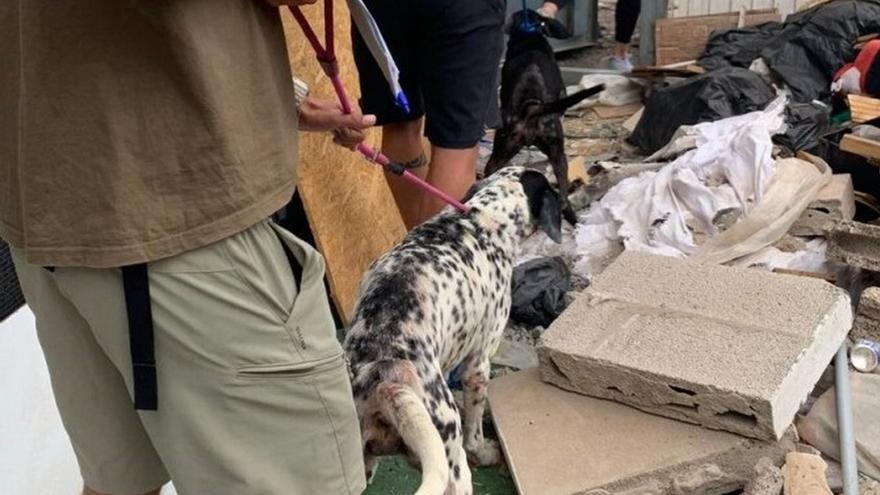 Rescatan a dos perros encerrados en una jaula en una situación "alarmante" en Arrecife