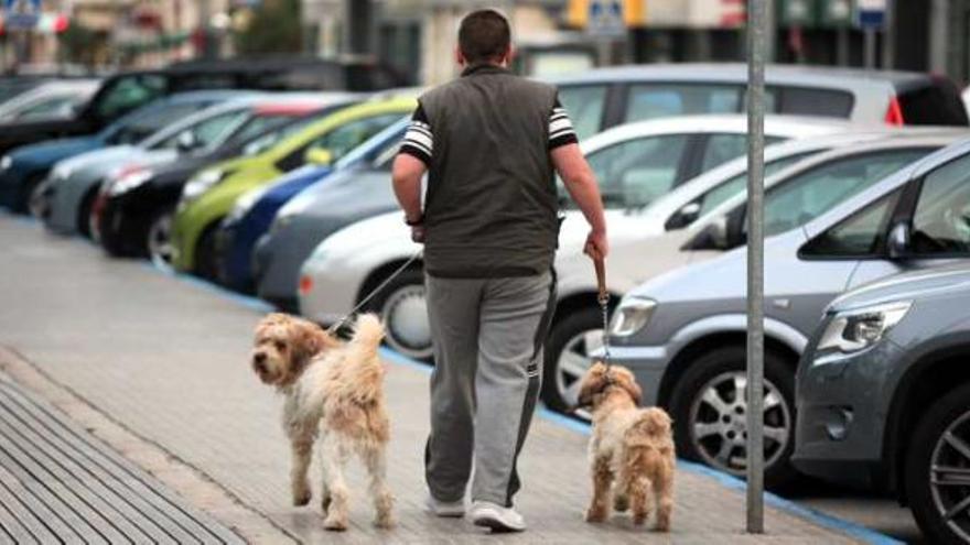 Un hombre pasea a dos perros en Elche.