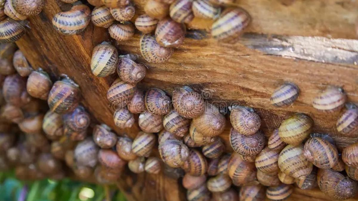 Los caracoles son muy usados en la gastronomía