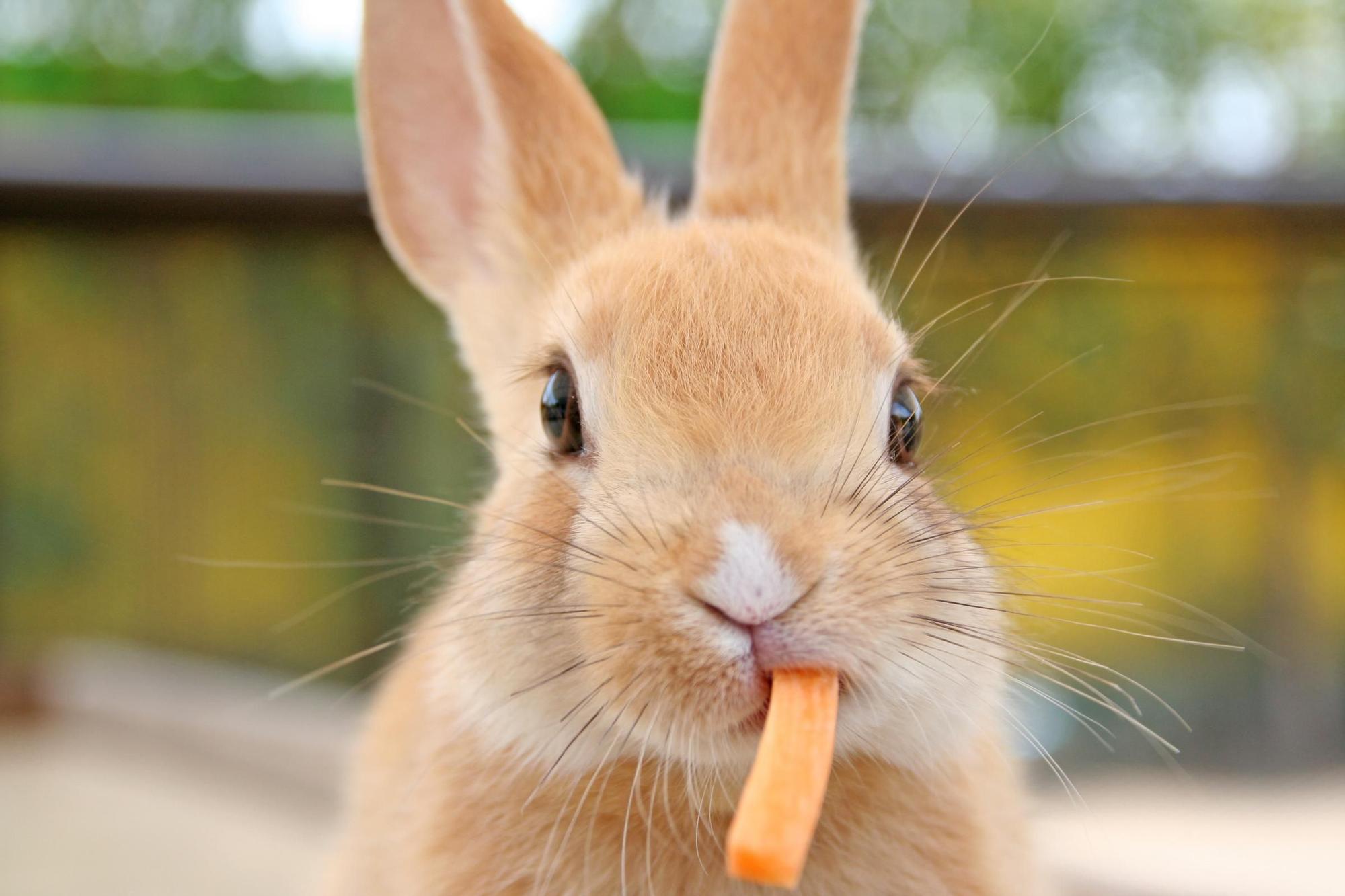 Vols un conill com a mascota?