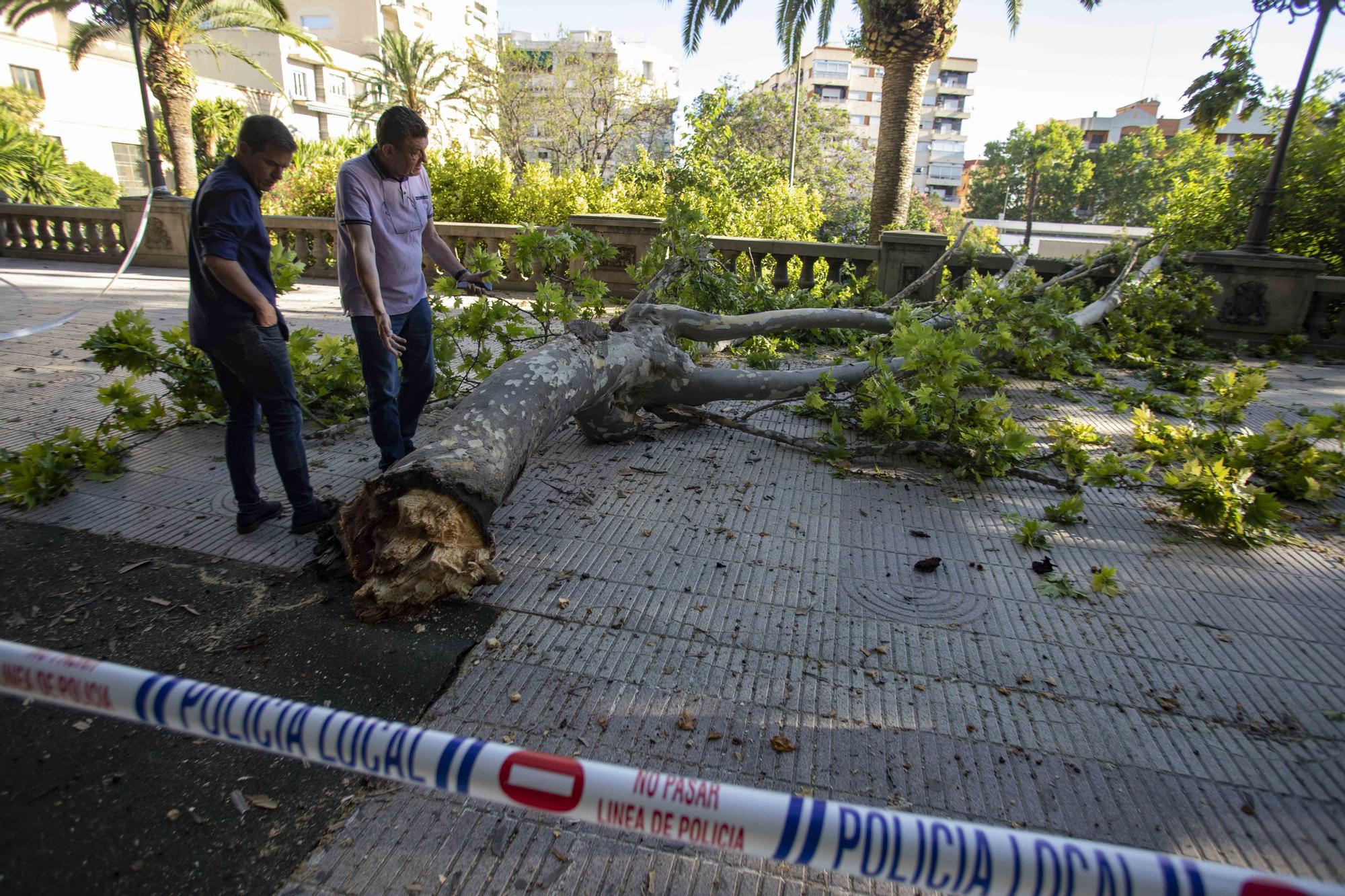 Se desprende una rama de grandes dimensiones de un platanero de l'Albereda de Xàtiva