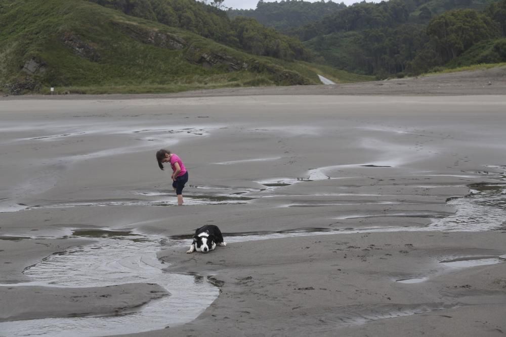 Los perros pueden acceder al playón de Bayas