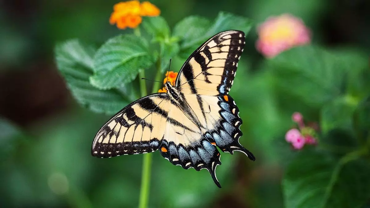 La alimentación mundial amenaza con desmoronarse por la caída de los insectos polinizadores