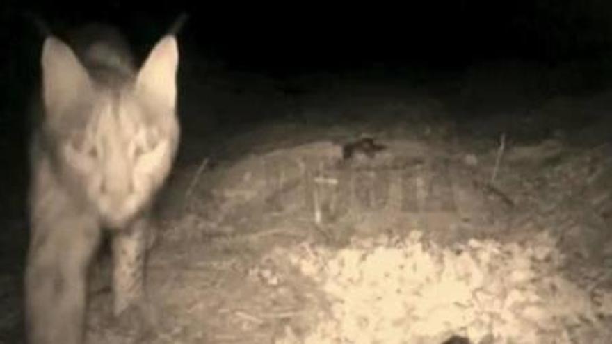 Captura de vídeo del lince visto en Villena.