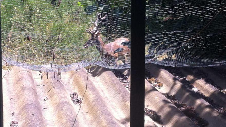 El ciervo sorprendido por la vecina en el interior de su gallinero en Castellanos