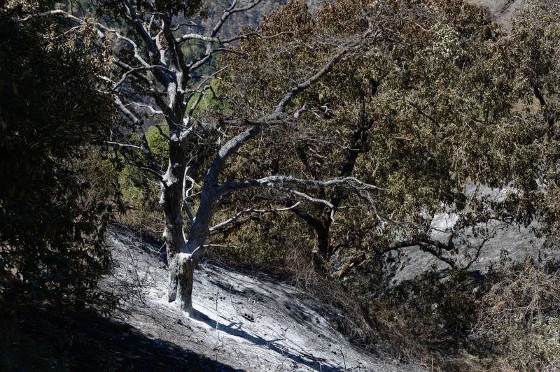 Consecuencias del incendio: De Valleseco a Artenar