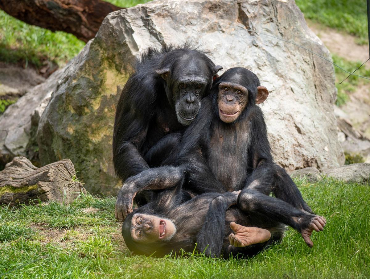 La familia de chimpancés ofrece una de las estampas más entrañables de BIOPARC.