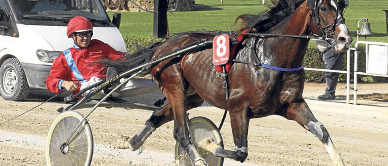 El campeón francés Spirit Beji, con Guillem Riera, en su triunfo en el &#039;Gran Premi Sencers i Egües&#039;