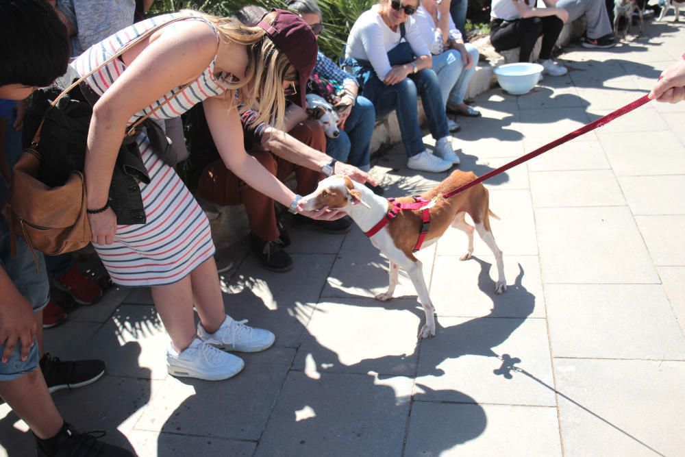 Desfile perros abandonados AUPA-Bioparc