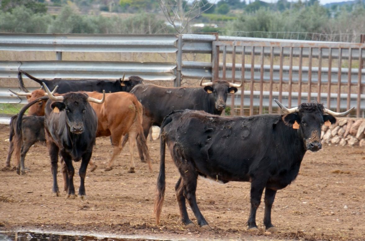 La ganadería de Fernando Machancoses resiste al coronavirus pese a no tener ingresos