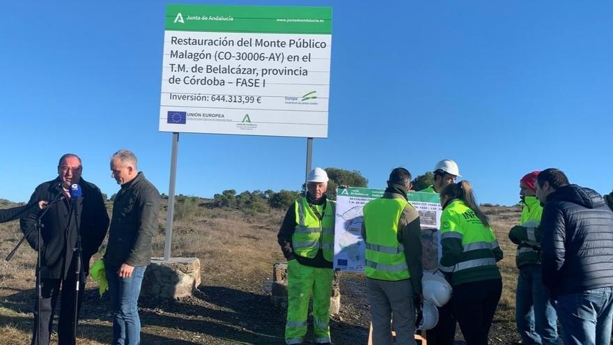 La Junta rehabilita el monte Malagón de Belalcázar, afectado por incendios en 2021 y 2022