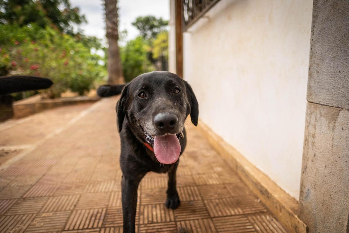 Una guardería para mascotas en Tenerife Una guardería para mascotas en Tenerife
