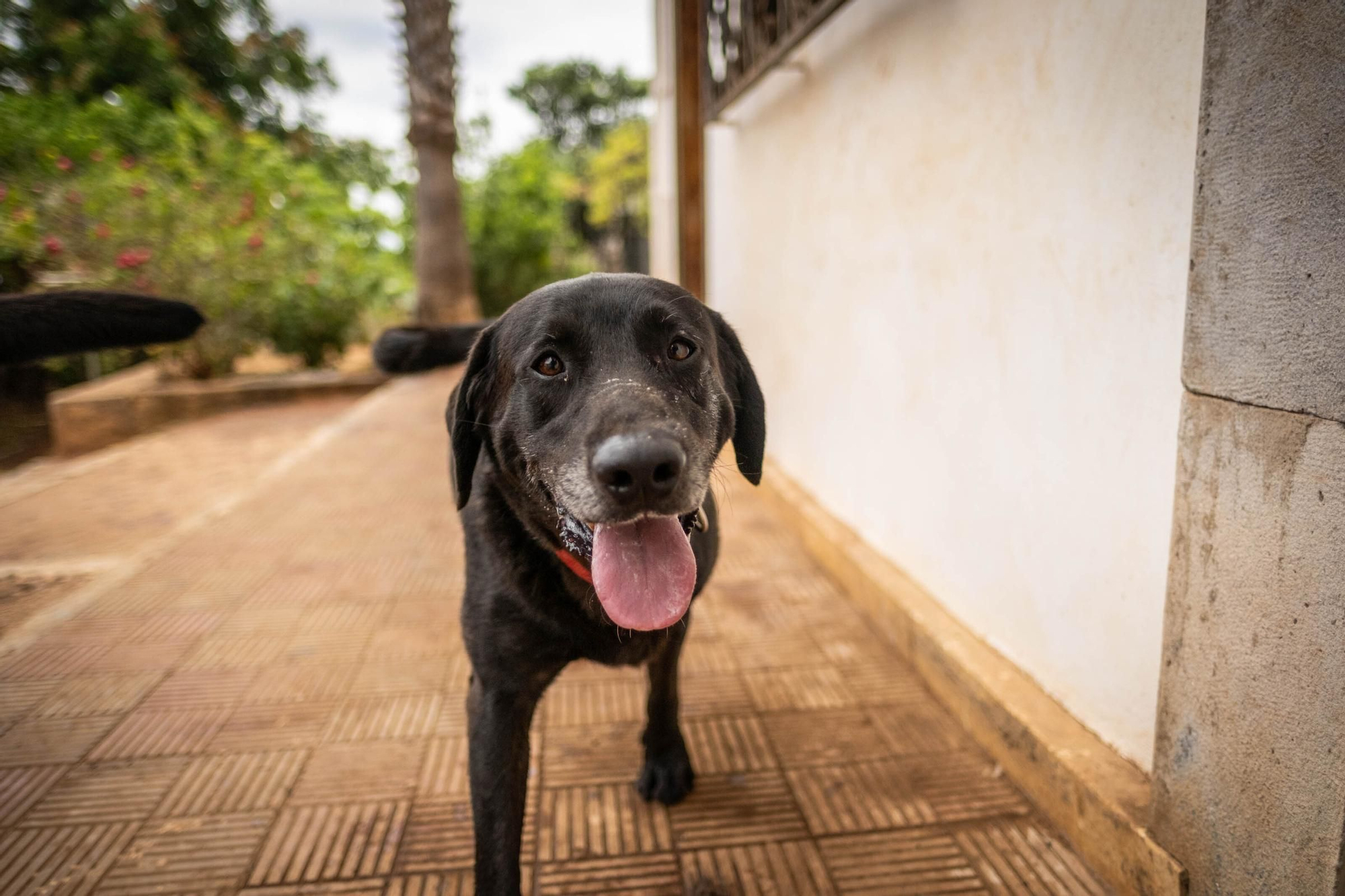 Una guardería para mascotas en Tenerife