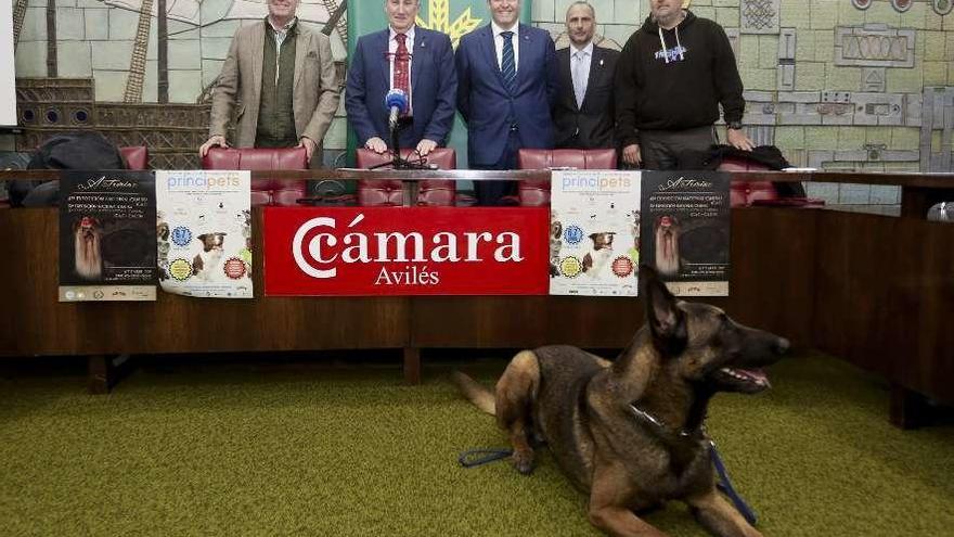 Por la izquierda, Ángel Lamar, Luis Esteban Alcalde, José Manuel Vega, Heriberto Menéndez y Pedro Pablo Mesa, en la presentación de PrinciPets; en primer término, &quot;Jack Sparrow&quot;.