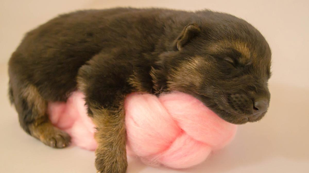 Los perros recién nacidos se guían por el olfato y el tacto.