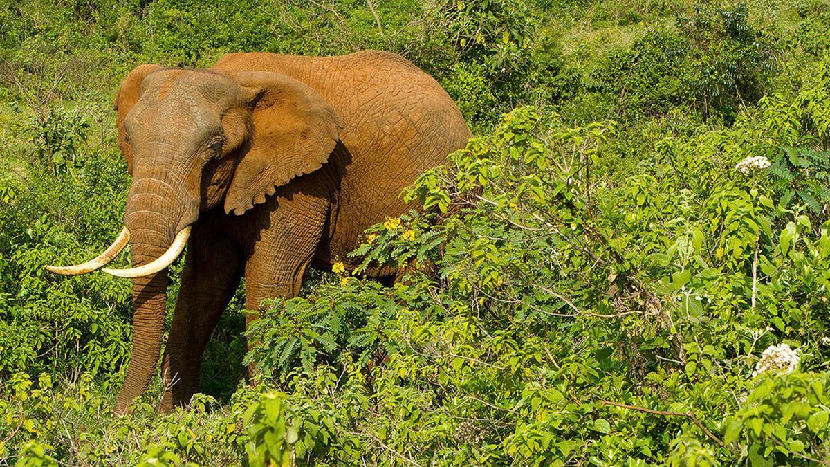 Un elefante, en el parque nacional de Aberdares, en Kenia.