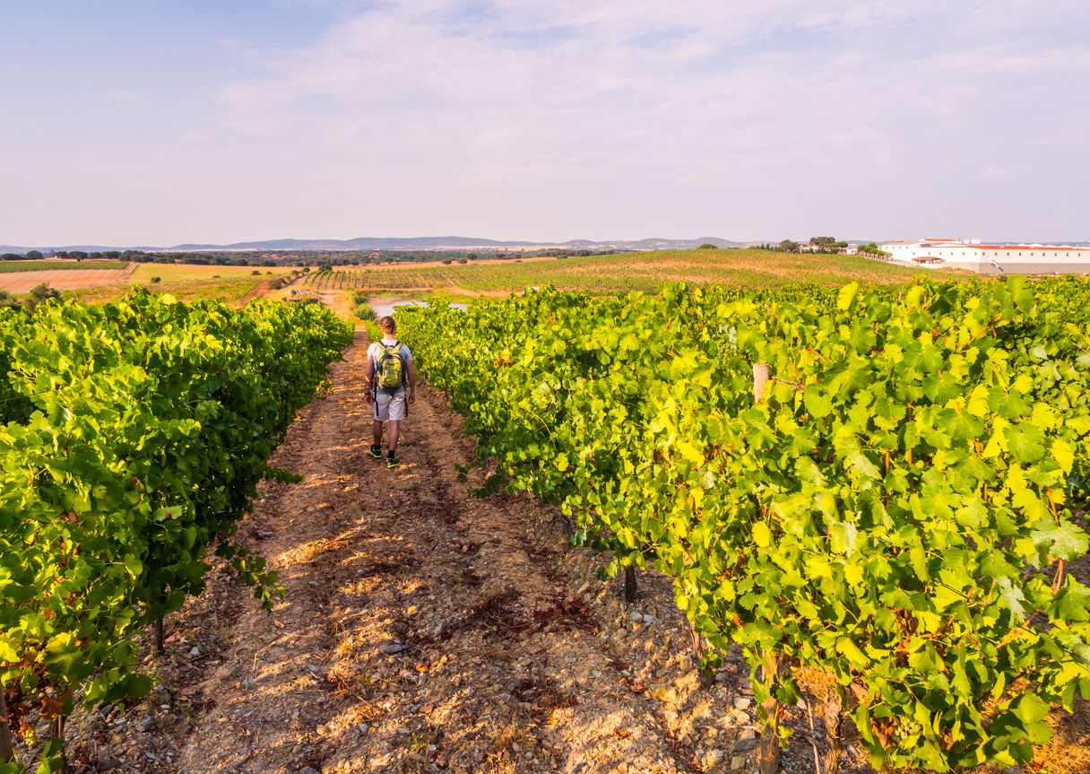 Joven caminando entre viñedos en Alentejo, Portugal.