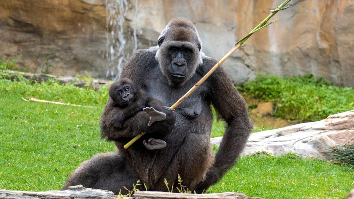 Bioparc Fuengirola (Málaga)