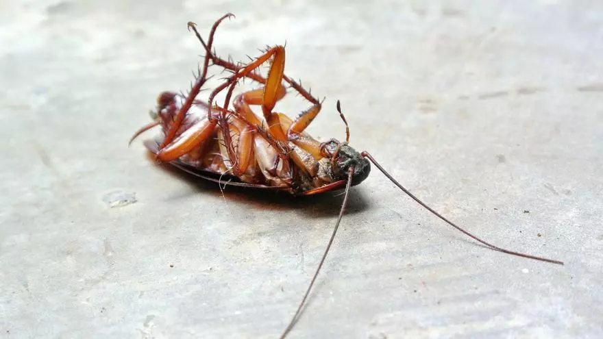 VÍDEO | Invasión de cucarachas en Mallorca: estas son las especies que entran en casa y cómo combatirlas