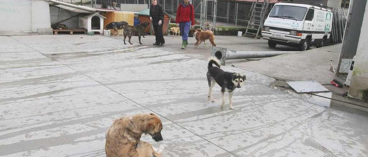 El albergue de animales municipal se encuentra ubicado en la zona de Eiroás. // Iñaki Osorio