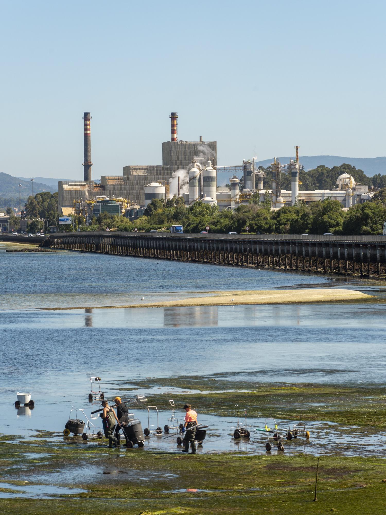 Marisqueo frente a la biofábrica de Pontevedra de Ence.