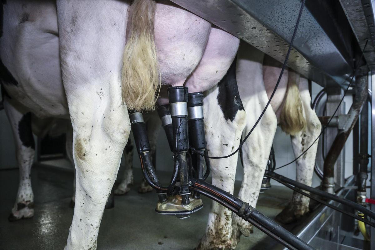 Ordeño de vacas en una explotación asturiana.