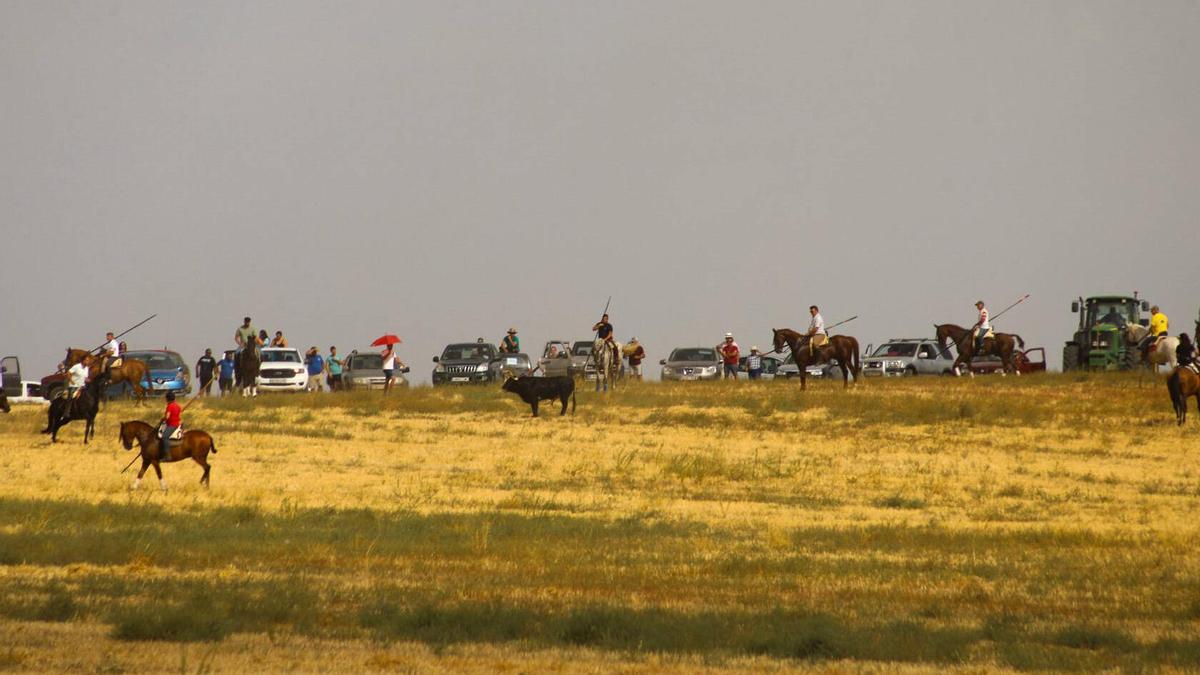El encierro campero de las fiestas de La Tramposa contribuye a reafirmar la tradicion taurina en El Pego (Zamora)