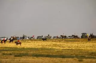 El Pego reafirma su tradición taurina con un trepidante encierro campero
