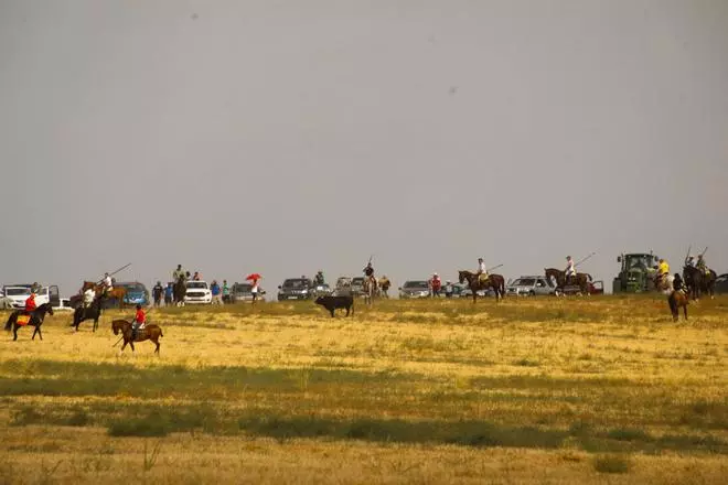GALERÍA | Vibrante encierro campero en El Pego