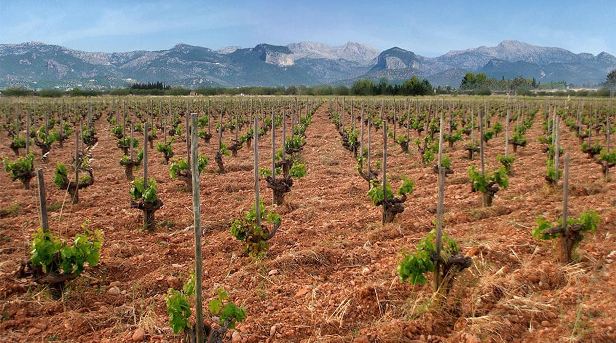 Weinreben des Weinguts Sebastià Pastor