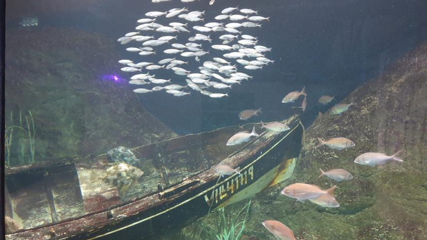 Acuario O Grove, donde los perros tienen su sitio