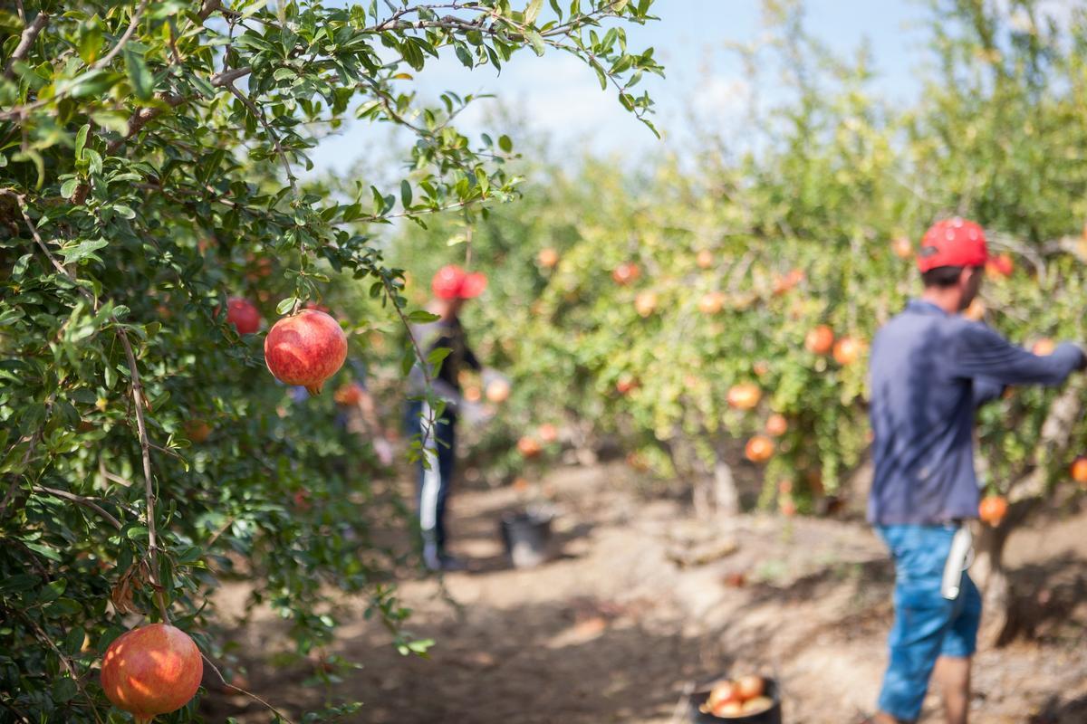 Los expertos quieren caracterizar las fisiopatías de la granada mollar de Elche