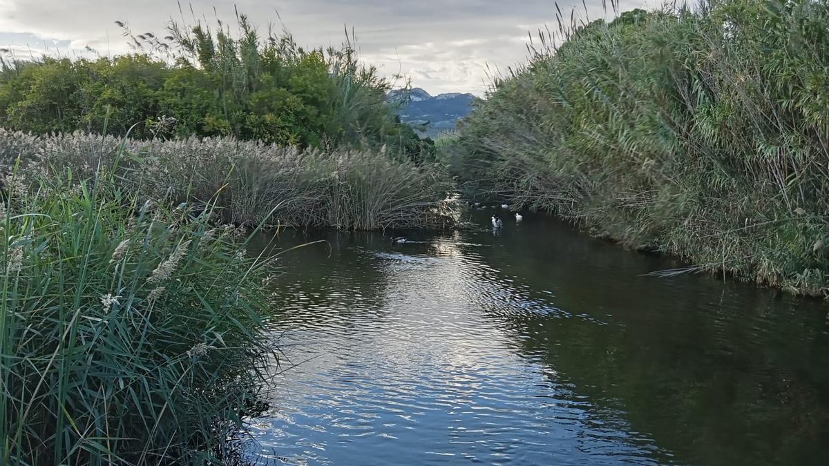 El cauce del Molinell, completamente invadido de cañas, en el lugar donde se limpiará.