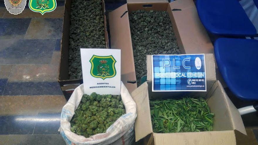 Cogollos y plantas de marihuana interceptadas