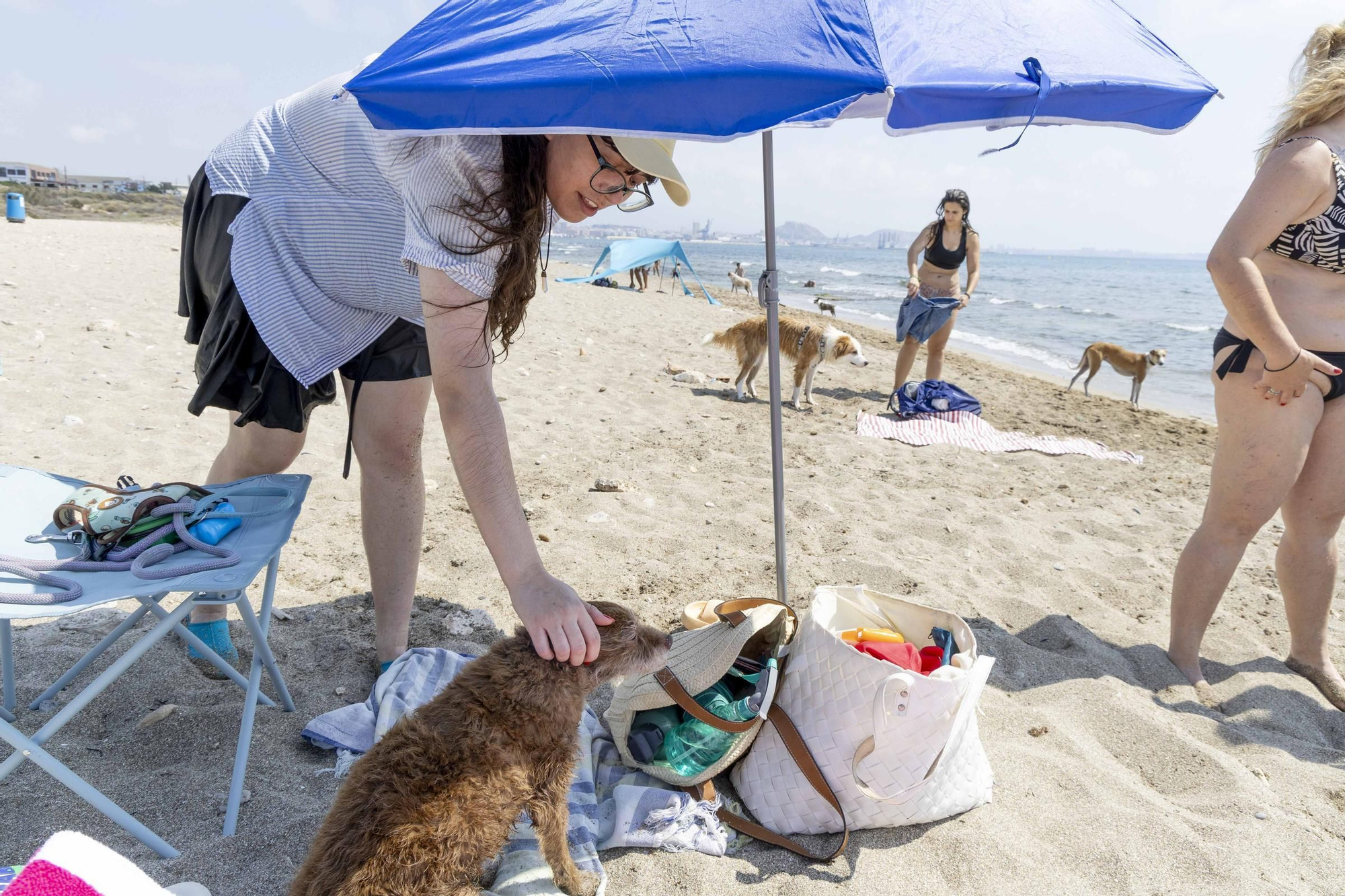 La playa canina de Agua Amarga de Alicante se queda sin servicios para perros