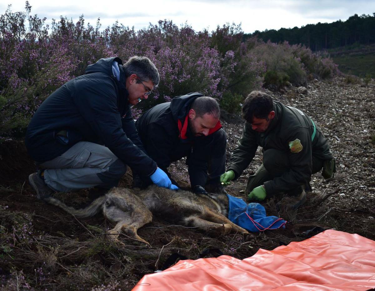 Técnicos medioambientales y un ejemplar de lobo en Villardeciervos. | Mariam A. Montesinos